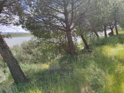 Flora del Cerro Masatrigo